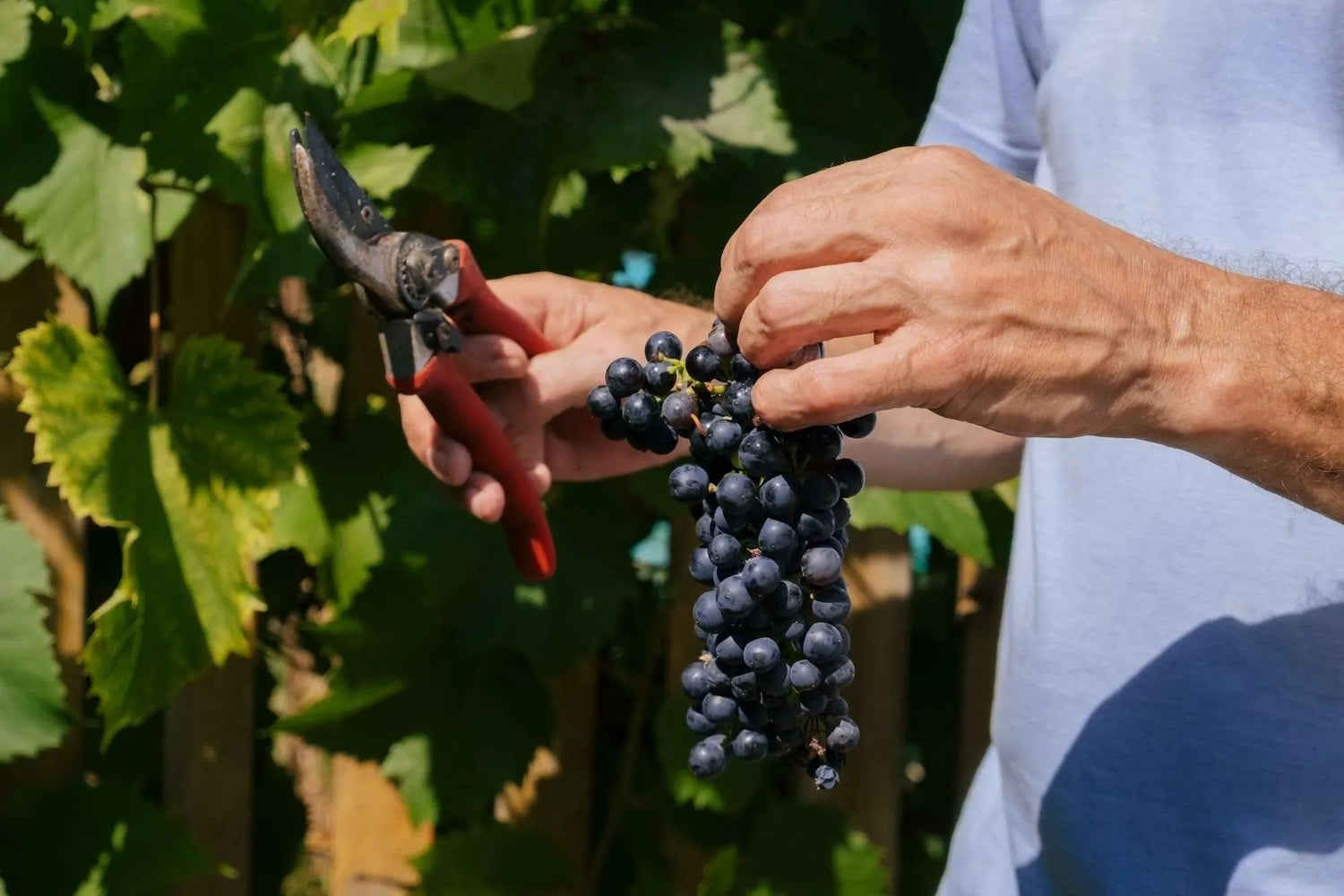 Vino Nobile di Montepulciano