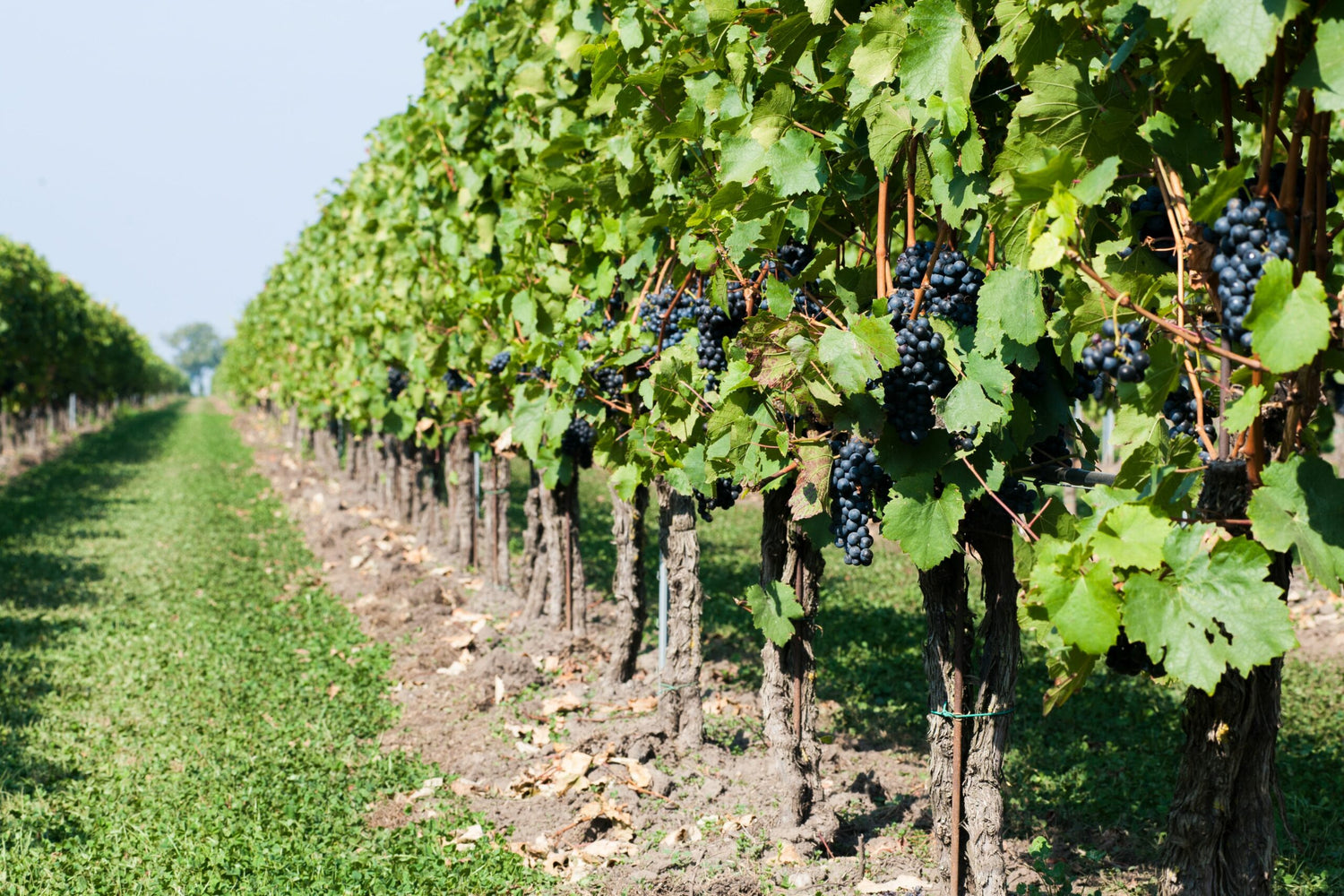 Sauvignon Blanc