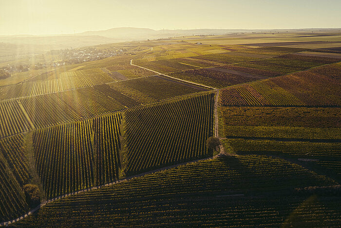 Qvinterra Riesling