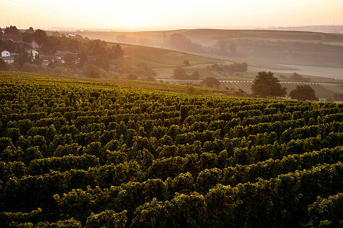 Hohen-Sülzen Riesling trocken